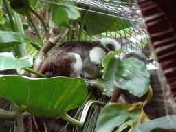 Cotton-top Tamarin at the Oceanium at the Diergaarde Blijdorp zoo