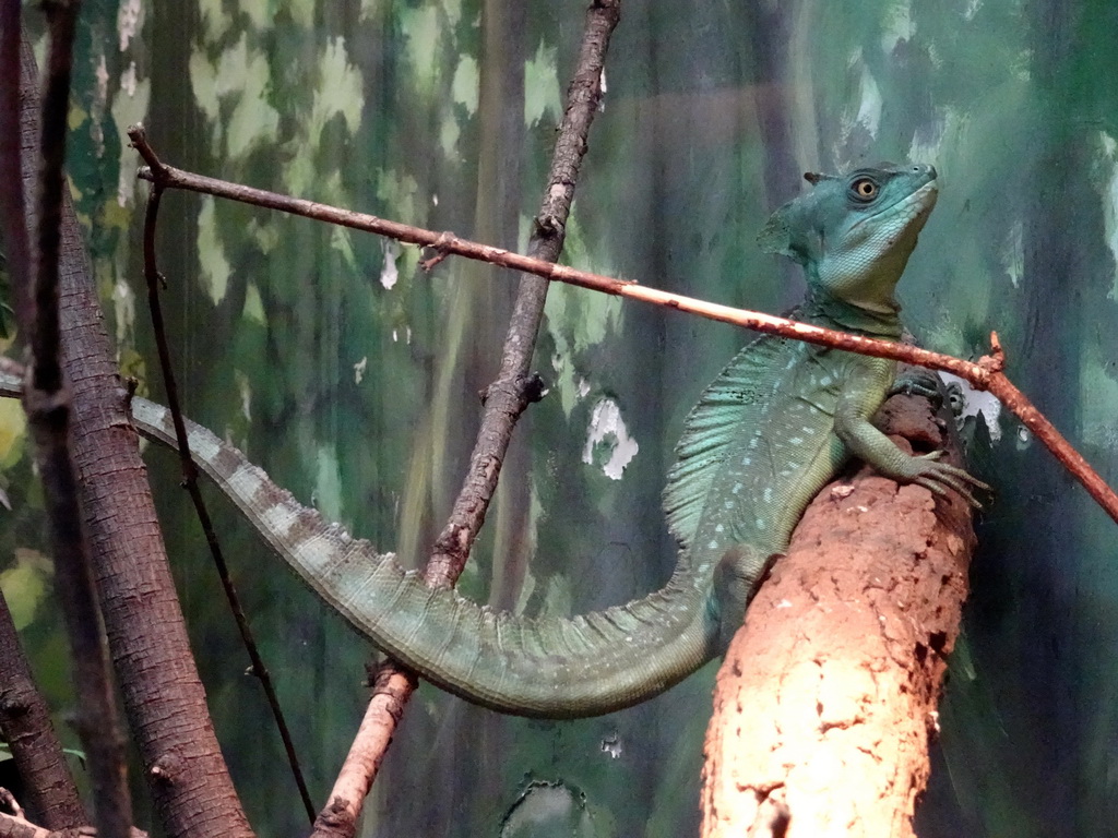 Green Basilisk at the Oceanium at the Diergaarde Blijdorp zoo