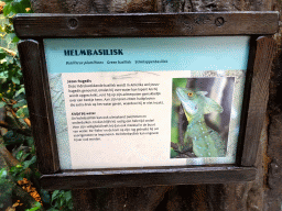Explanation on the Green Basilisk at the Oceanium at the Diergaarde Blijdorp zoo