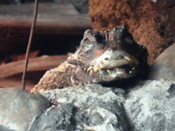 Cuvier`s Dwarf Caiman at the Oceanium at the Diergaarde Blijdorp zoo