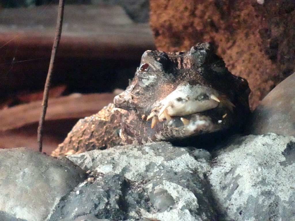 Cuvier`s Dwarf Caiman at the Oceanium at the Diergaarde Blijdorp zoo