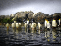 Gentoo Penguins at the Falklands section at the Oceanium at the Diergaarde Blijdorp zoo