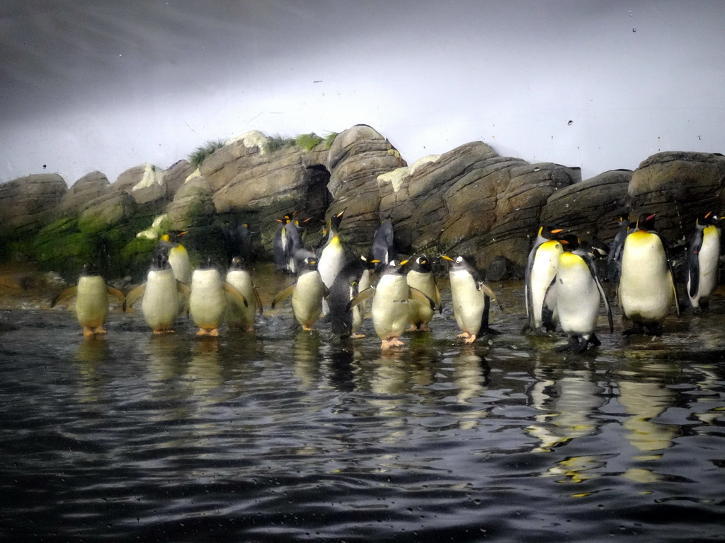 Gentoo Penguins at the Falklands section at the Oceanium at the Diergaarde Blijdorp zoo