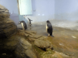 Gentoo Penguins at the Falklands section at the Oceanium at the Diergaarde Blijdorp zoo