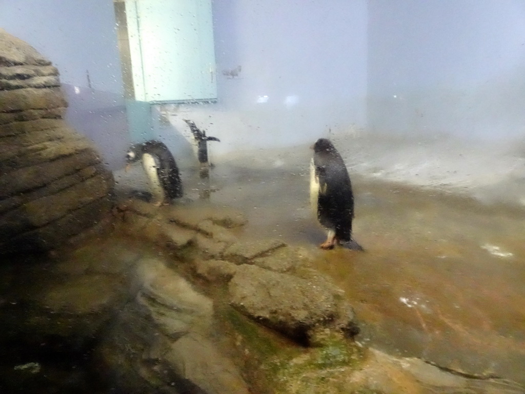 Gentoo Penguins at the Falklands section at the Oceanium at the Diergaarde Blijdorp zoo