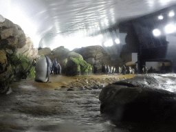 Gentoo Penguins at the Falklands section at the Oceanium at the Diergaarde Blijdorp zoo