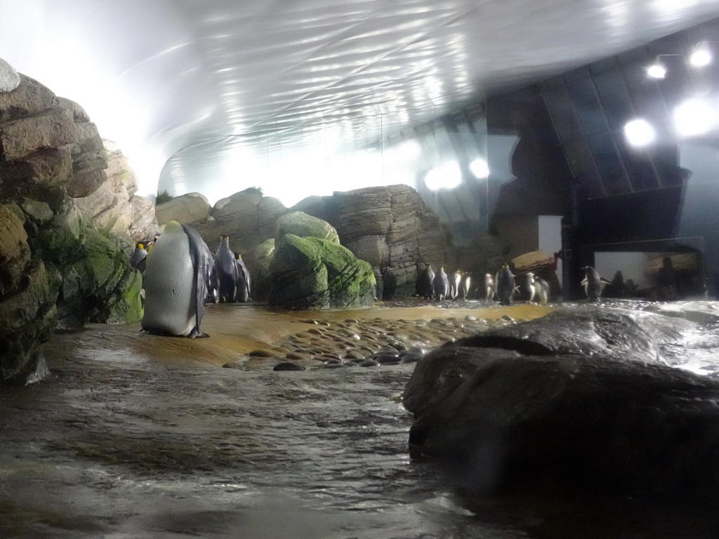 Gentoo Penguins at the Falklands section at the Oceanium at the Diergaarde Blijdorp zoo