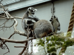 Ring-tailed Lemurs at the Oceanium at the Diergaarde Blijdorp zoo