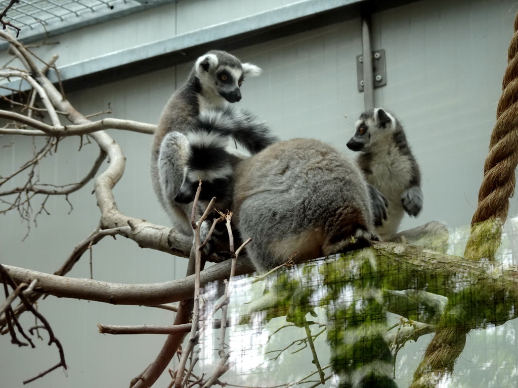 Ring-tailed Lemurs at the Oceanium at the Diergaarde Blijdorp zoo