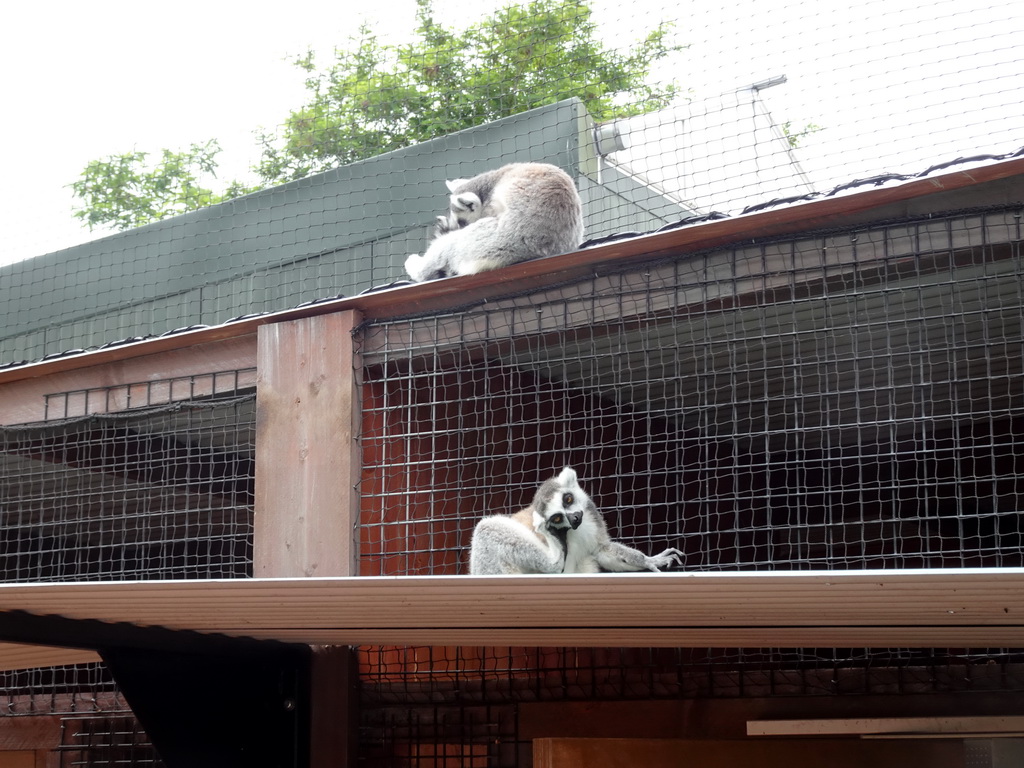 Ring-tailed Lemurs at the Oceanium at the Diergaarde Blijdorp zoo