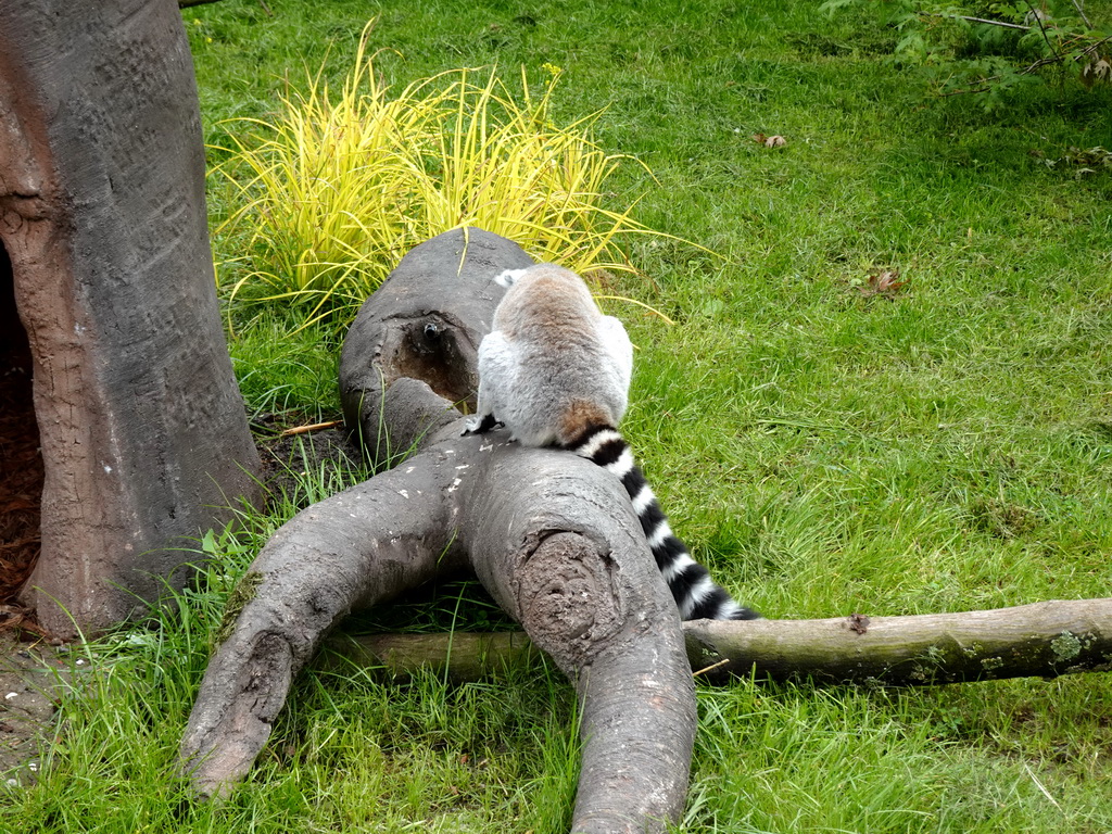 Ring-tailed Lemur at the Oceanium at the Diergaarde Blijdorp zoo