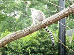 Ring-tailed Lemur at the Oceanium at the Diergaarde Blijdorp zoo