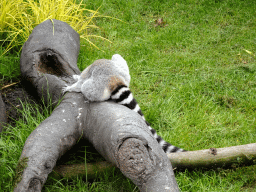 Ring-tailed Lemur at the Oceanium at the Diergaarde Blijdorp zoo