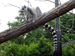 Ring-tailed Lemur at the Oceanium at the Diergaarde Blijdorp zoo