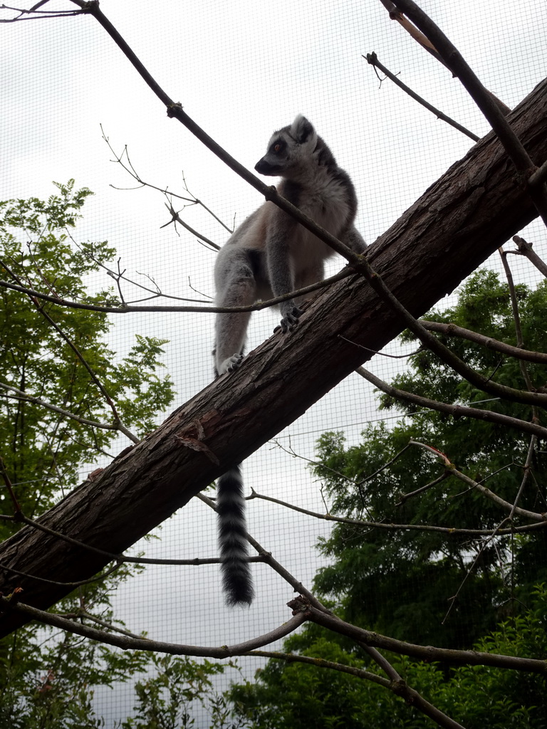 Ring-tailed Lemur at the Oceanium at the Diergaarde Blijdorp zoo