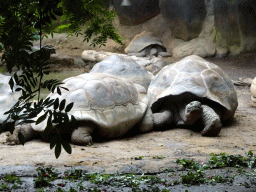 Galapagos Tortoises at the Galapagos section at the Oceanium at the Diergaarde Blijdorp zoo