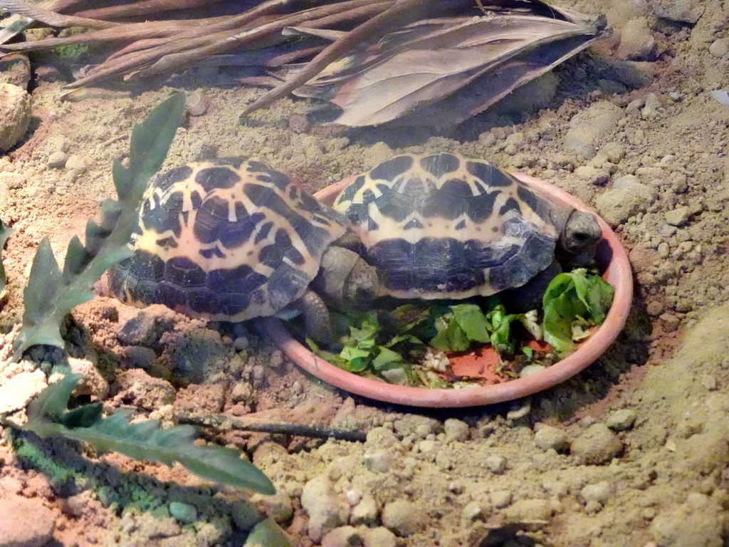 Spider Tortoises at the Nature Conservation Center at the Oceanium at the Diergaarde Blijdorp zoo