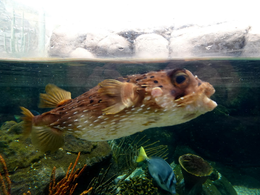 Pufferfish and other fish at the Nature Conservation Center at the Oceanium at the Diergaarde Blijdorp zoo