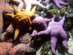 Ocher Seastars at the Oceanium at the Diergaarde Blijdorp zoo