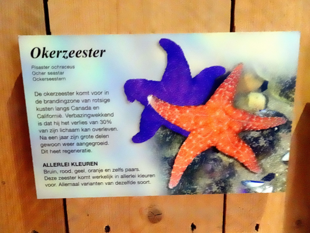 Explanation on the Ocher Seastar at the Oceanium at the Diergaarde Blijdorp zoo