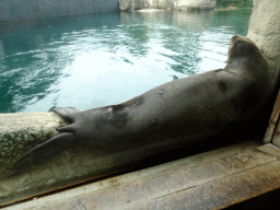 California Sea Lion at the Oceanium at the Diergaarde Blijdorp zoo