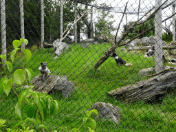 Arctic Foxes at the North America area at the Diergaarde Blijdorp zoo