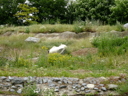 Polar bear at the North America area at the Diergaarde Blijdorp zoo