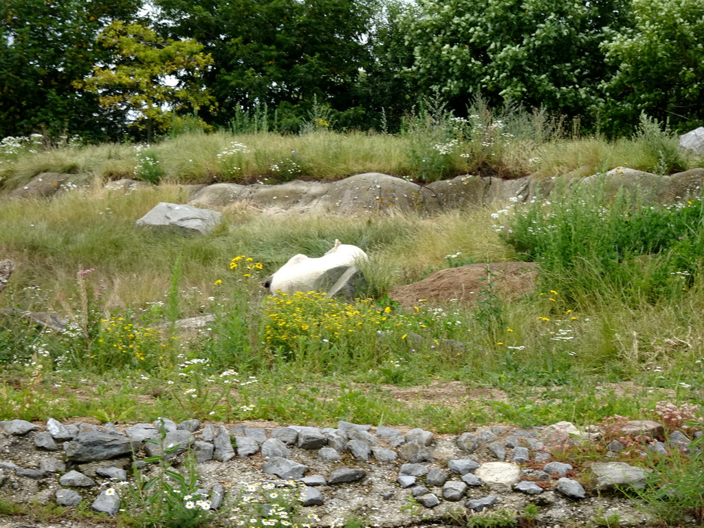 Polar bear at the North America area at the Diergaarde Blijdorp zoo