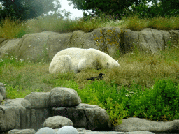 Polar bear at the North America area at the Diergaarde Blijdorp zoo