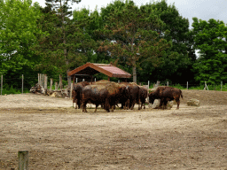 American Bisons at the North America area at the Diergaarde Blijdorp zoo