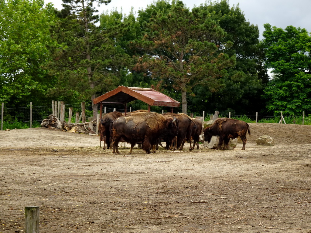 American Bisons at the North America area at the Diergaarde Blijdorp zoo