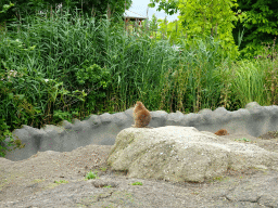 Prairie Dogs at the North America area at the Diergaarde Blijdorp zoo