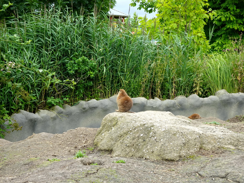 Prairie Dogs at the North America area at the Diergaarde Blijdorp zoo