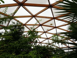 Ceiling of the Amazonica building at the South America area at the Diergaarde Blijdorp zoo