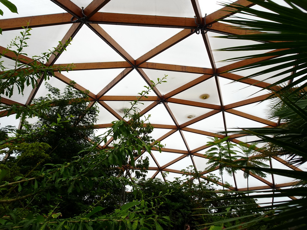 Ceiling of the Amazonica building at the South America area at the Diergaarde Blijdorp zoo