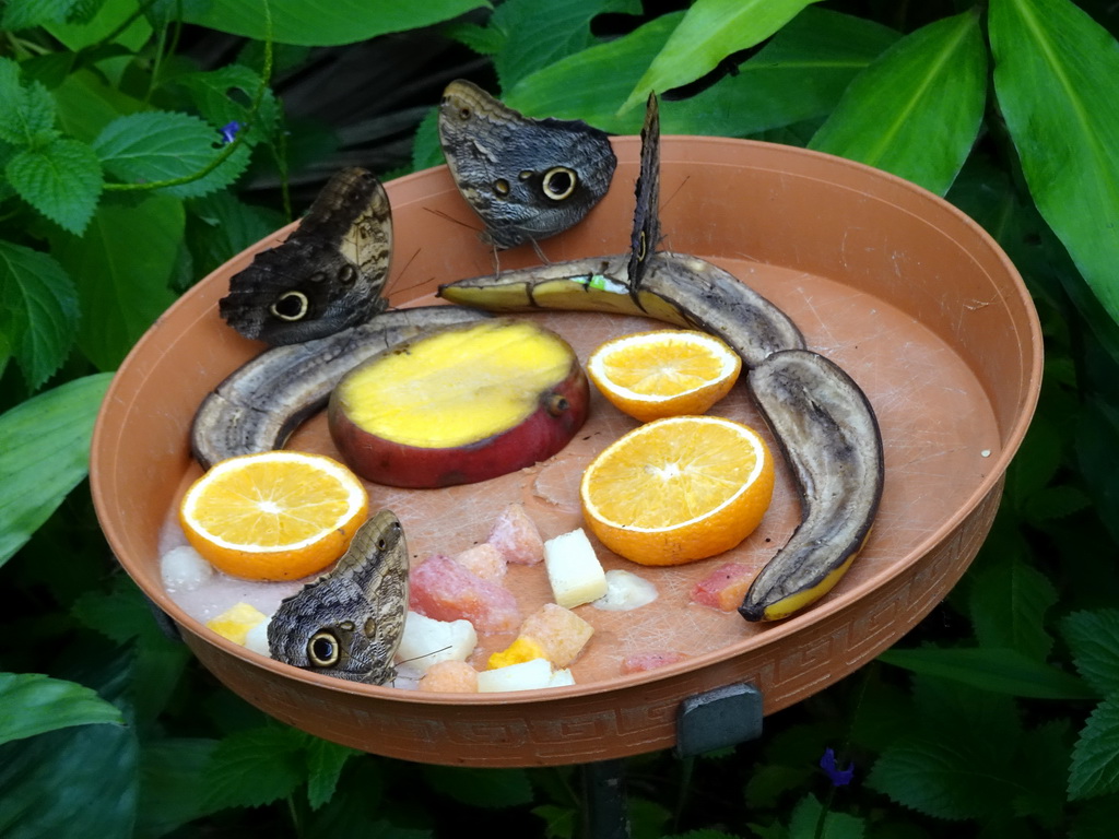 Owl Butterflies at the Amazonica building at the South America area at the Diergaarde Blijdorp zoo