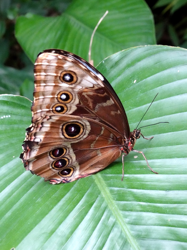 Morpho peleides butterfly at the Amazonica building at the South America area at the Diergaarde Blijdorp zoo