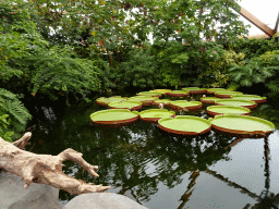 Water Lilies at the Amazonica building at the South America area at the Diergaarde Blijdorp zoo