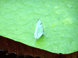 Butterfly at the Amazonica building at the South America area at the Diergaarde Blijdorp zoo