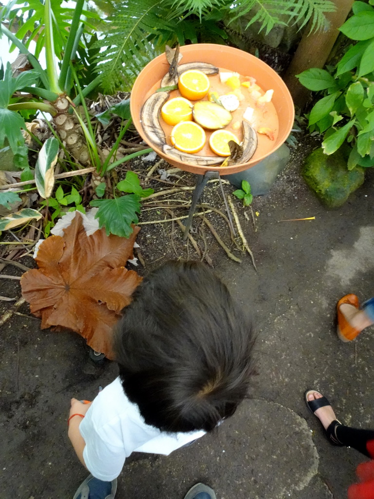 Max with Owl Butterflies at the Amazonica building at the South America area at the Diergaarde Blijdorp zoo