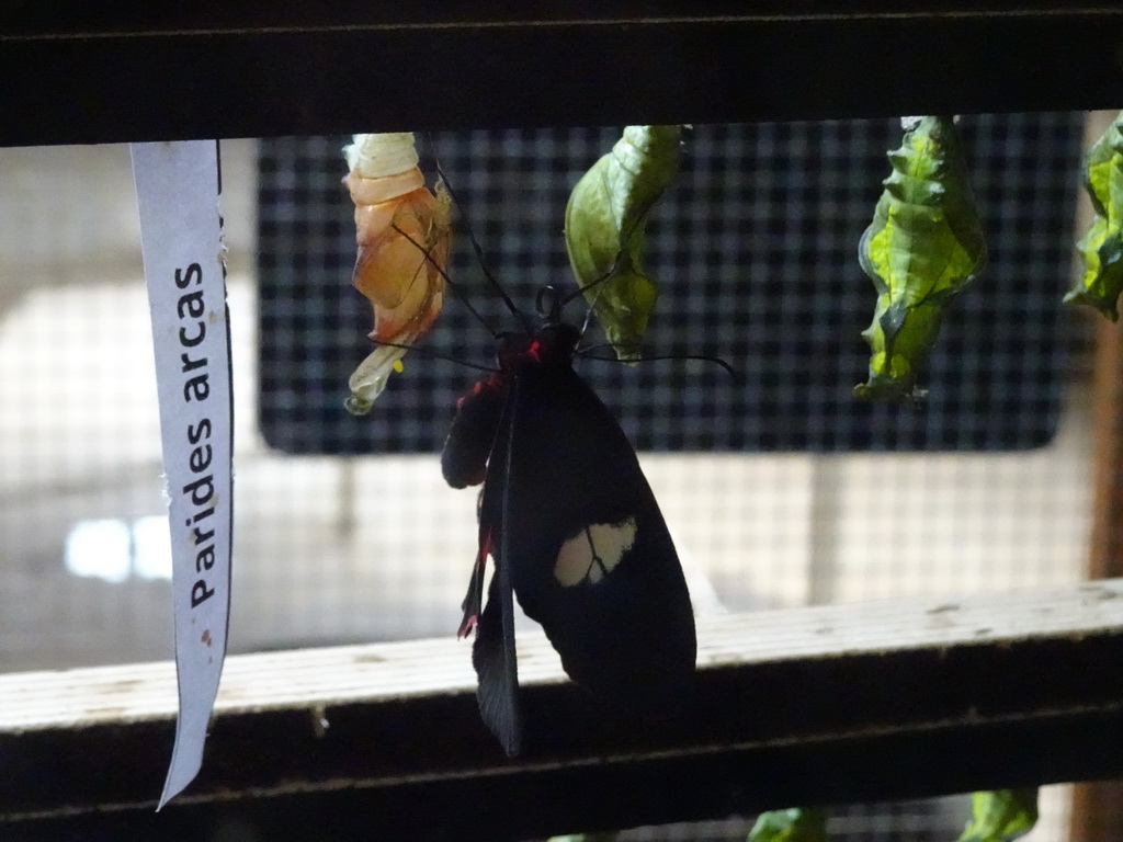 Mylotes Cattleheart butterfly and cocoons at the Amazonica building at the South America area at the Diergaarde Blijdorp zoo, with explanation