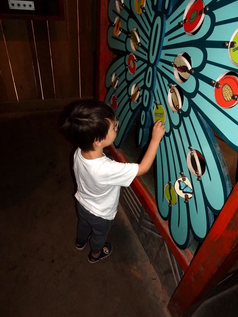 Max doing a butterfly puzzle at the Amazonica building at the South America area at the Diergaarde Blijdorp zoo