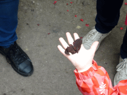 Butterfly on the hand of a child at the Amazonica building at the South America area at the Diergaarde Blijdorp zoo