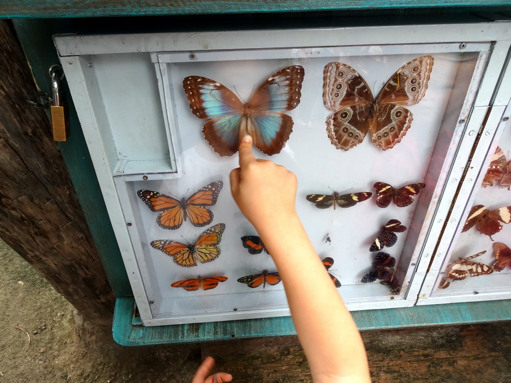 Max pointing at a Morpho peleides butterfly at the Amazonica building at the South America area at the Diergaarde Blijdorp zoo