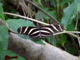 Zebra Longwing Butterfly at the Amazonica building at the South America area at the Diergaarde Blijdorp zoo