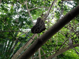 Owl Butterfly at the Amazonica building at the South America area at the Diergaarde Blijdorp zoo