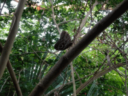 Owl Butterfly at the Amazonica building at the South America area at the Diergaarde Blijdorp zoo