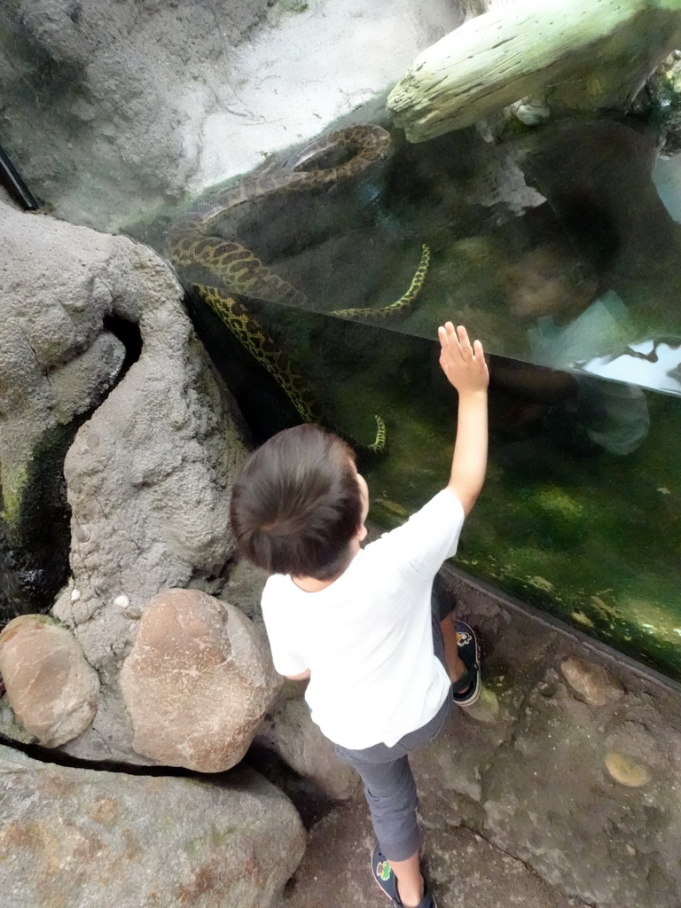 Max with a Yellow Anaconda at the Amazonica building at the South America area at the Diergaarde Blijdorp zoo