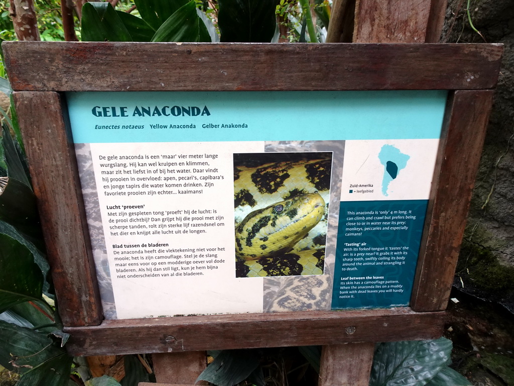 Explanation on the Yellow Anaconda at the Amazonica building at the South America area at the Diergaarde Blijdorp zoo