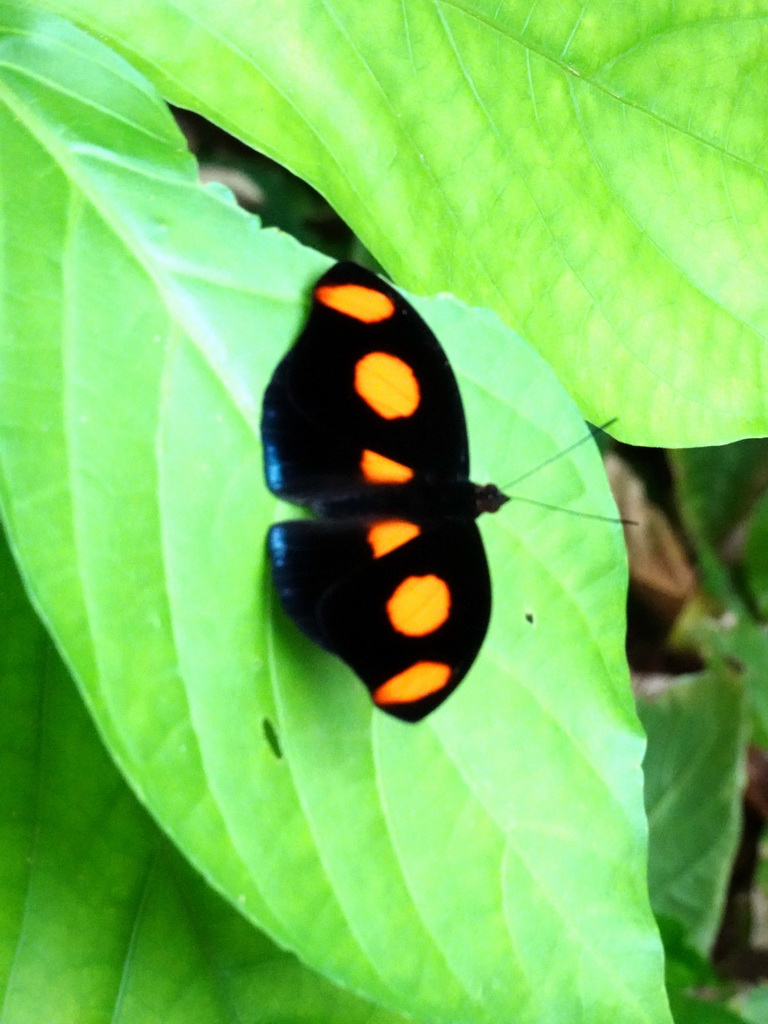 Butterfly at the Amazonica building at the South America area at the Diergaarde Blijdorp zoo